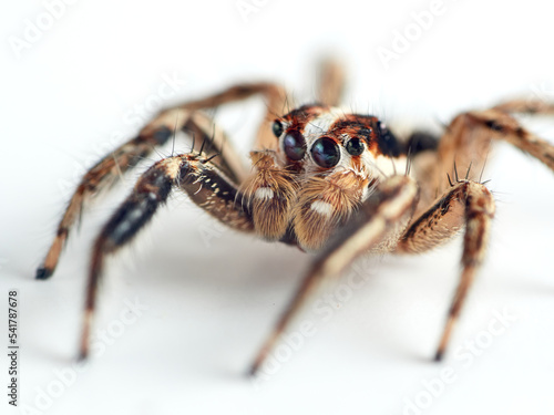 Pantropical Jumping Spider. Plexippus paykulli 