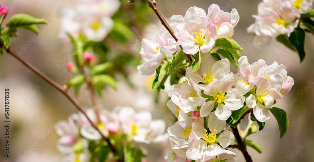 White flowers bloom in the trees. Spring landscape with blooming sakura tree. Beautiful blooming garden on a sunny day. Copy space for text. White flowers bloom in the trees. Spring landscape with blooming sakura tree. Beautiful blooming garden on a sunny day. Copy space for text.