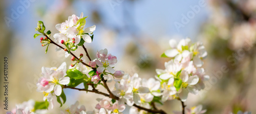 Wallpaper Mural Spring blooming sakura trees. Pink flowers Sakura Spring landscape with blooming pink tree. Beautiful sakura garden on a sunny day.Beautiful concept of romance and love with delicate flowers. Torontodigital.ca