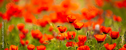 Spring, field of poppy flowers. The concept of the freshness of the morning nature. Spring landscape of red wildflowers. Beautiful landscape, pnorama long banner. © Vera
