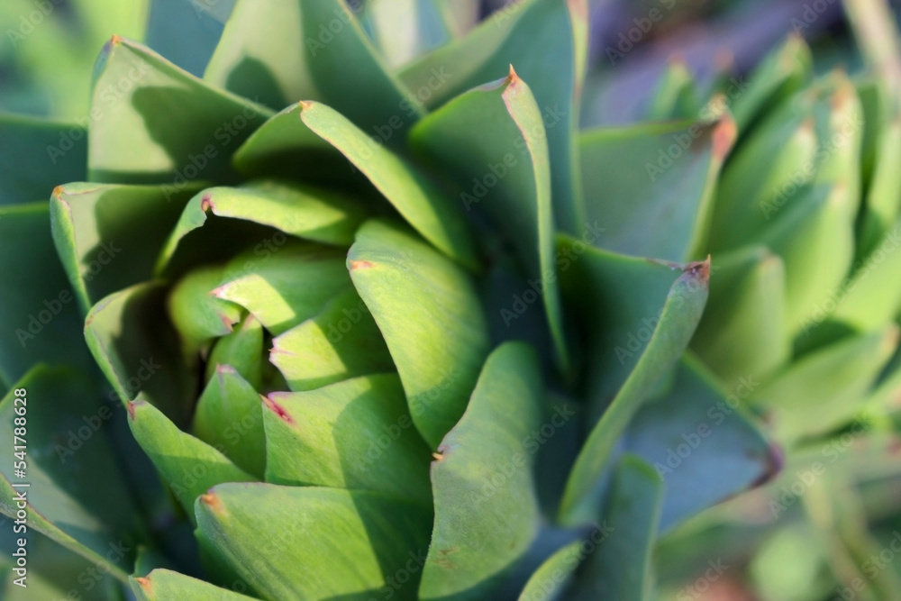 artichoke plant closeup from above horizontal artichoke plant closeup from above horizontal