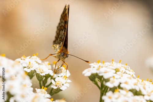 Fritillaria provenzal (Melitaea deione), taking nectar on the white flower, selective focus on the eye. photo