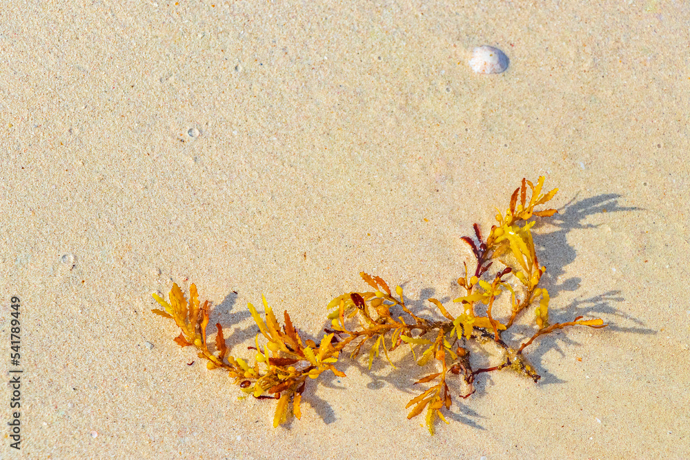 Fresh yellow seaweed seagrass sargazo beach Playa del Carmen Mexico. Fresh yellow seaweed seagrass sargazo beach Playa del Carmen Mexico.