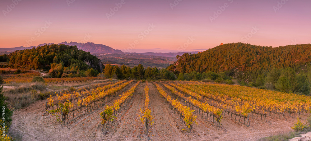 autumn vineyard in penedes region. Catalonia