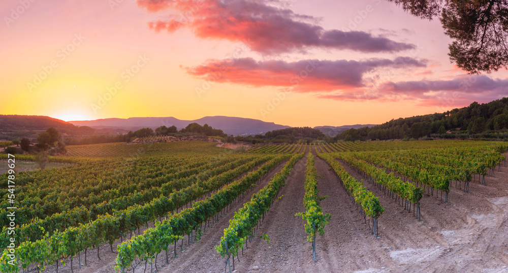 panoramic views of vineyard in penedes region of wine  - obrazy, fototapety, plakaty 