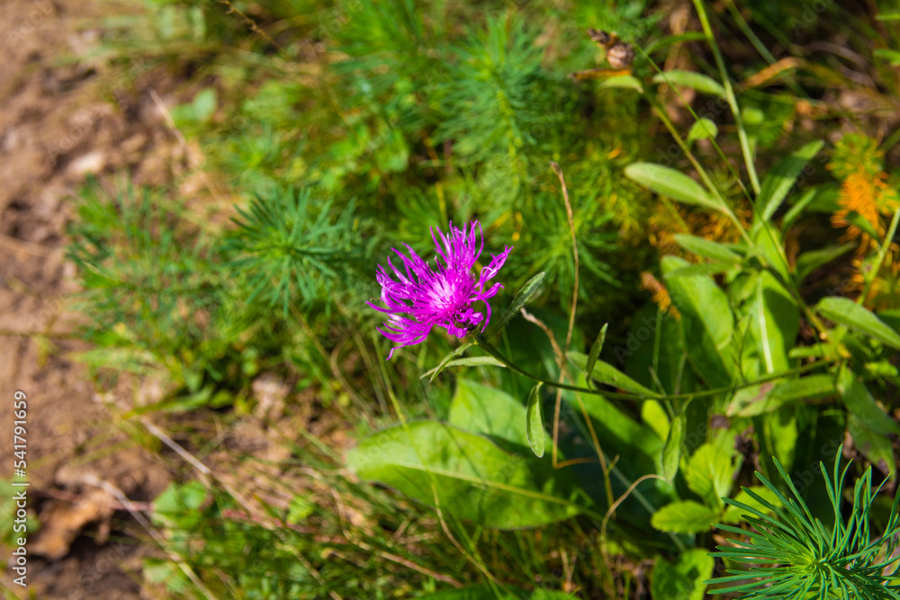 Perennial cornflower or Centaurea dealbata flower Perennial cornflower or Centaurea dealbata flower