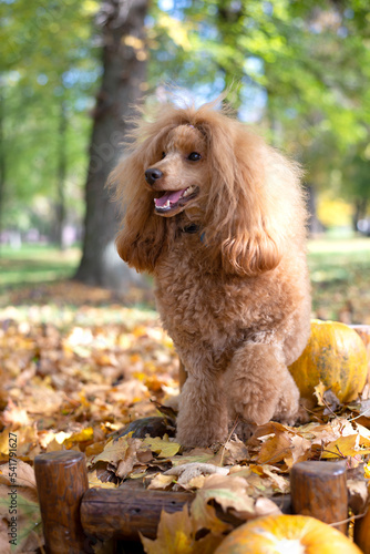 Portrait Beautiful little apricot poodle outdoors in the autumn leaf
