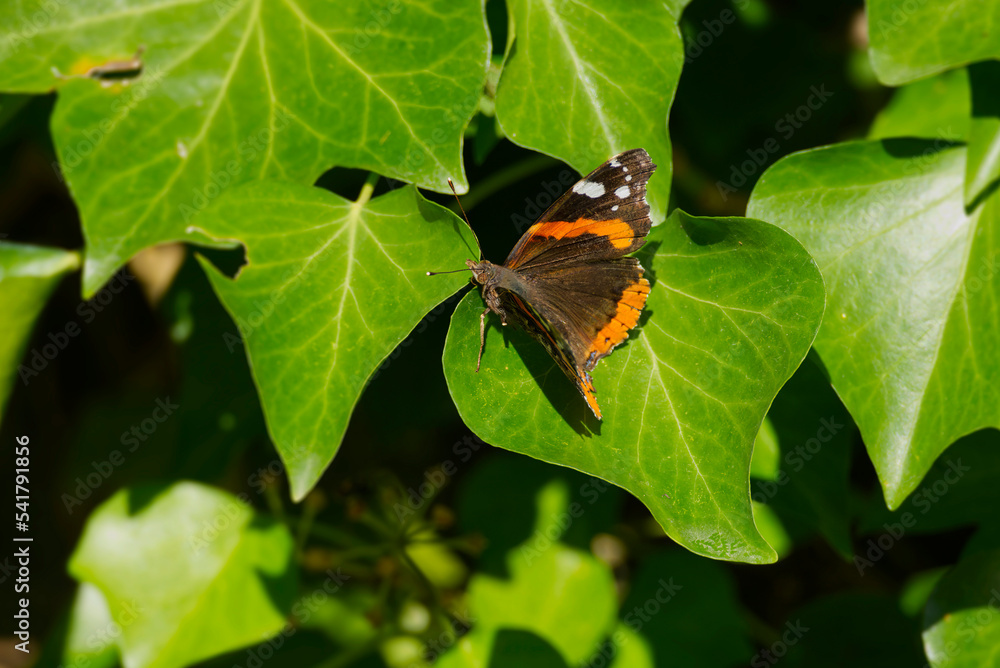 Red admiral butterfly (Vanessa Atalanta) perched on a green leaf in Zurich, Switzerland Red admiral butterfly (Vanessa Atalanta) perched on a green leaf in Zurich, Switzerland