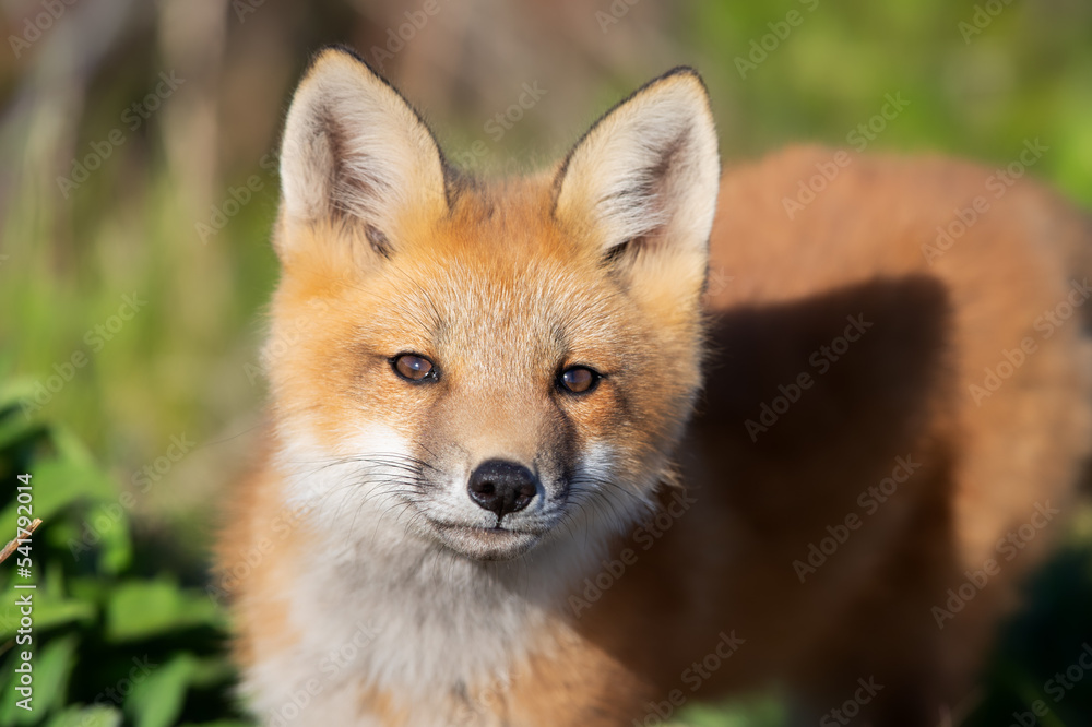 Obraz premium Cute fox kit
