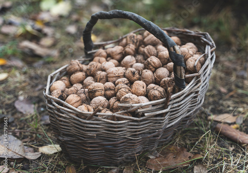Old rustic basket full of walnuts in the garden on autumn leaves