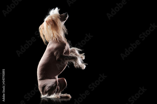 Fényképezés Silhouette of a begging dog sitting on hind legs