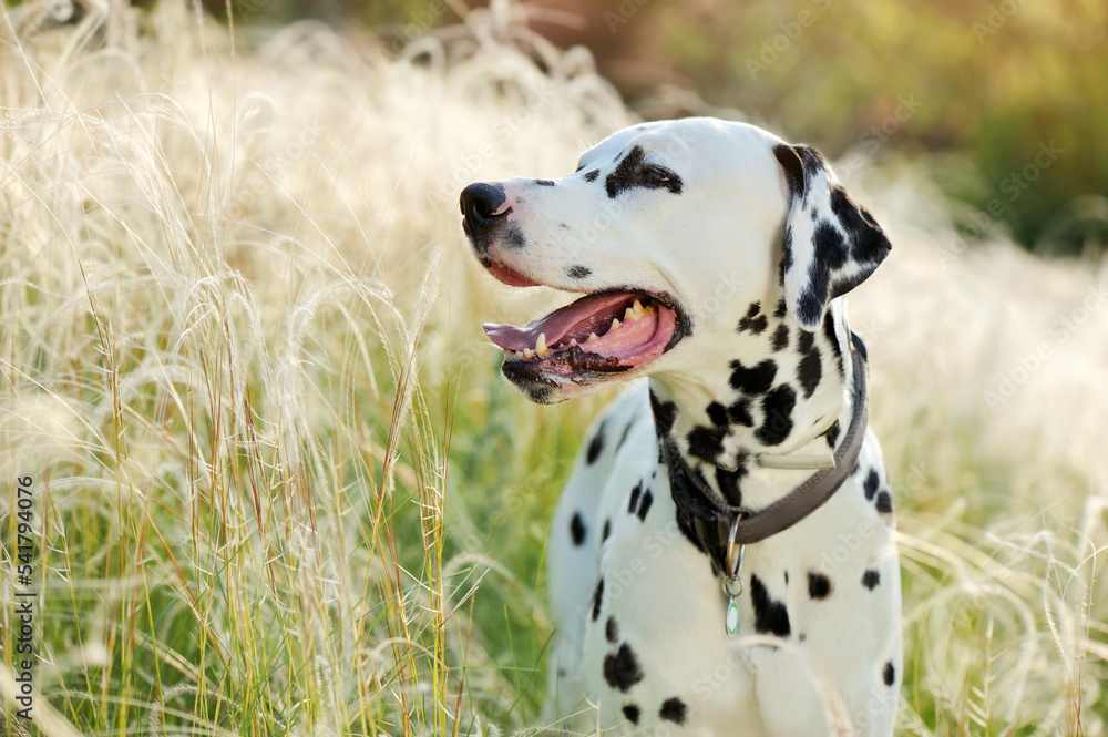 Dalmatian dog looking to the side outdoor portrait