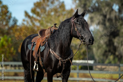 Black Mustang Mare under saddle.