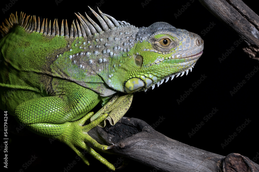 Fototapeta premium Green iguana on black background