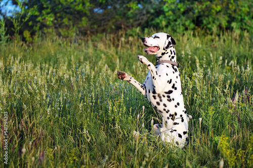 Obraz na plátně Side view portrait of a dalmatian dog sitting on hind legs