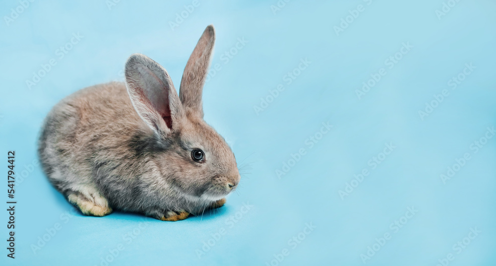 A fluffy grey rabbit sits on a blue background. The concept of a holiday - Easter, Christ's Resurrection, Christmas, New Year. Place for text. Banner