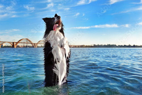 Obraz na płótnie Pretty dog sitting on hind legs in the river