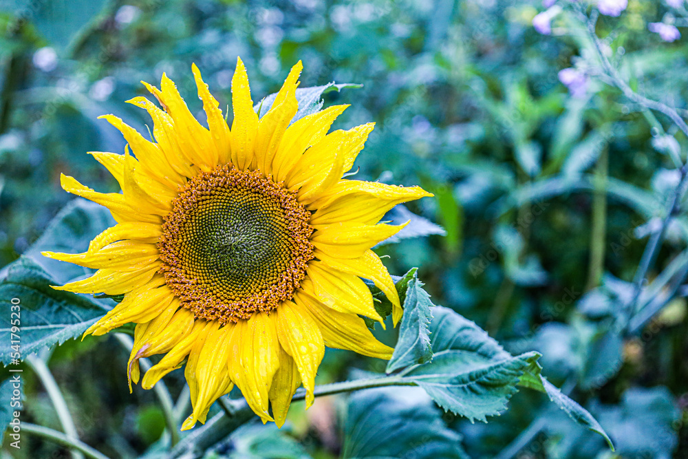Fototapeta premium sunflower in the field