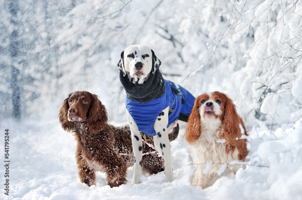The group of three purebred dogs at the winter walk