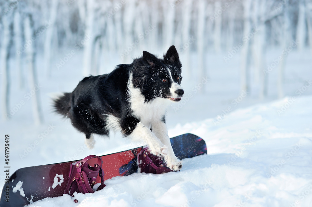Full length picture of a border collie jumping over the snowboard