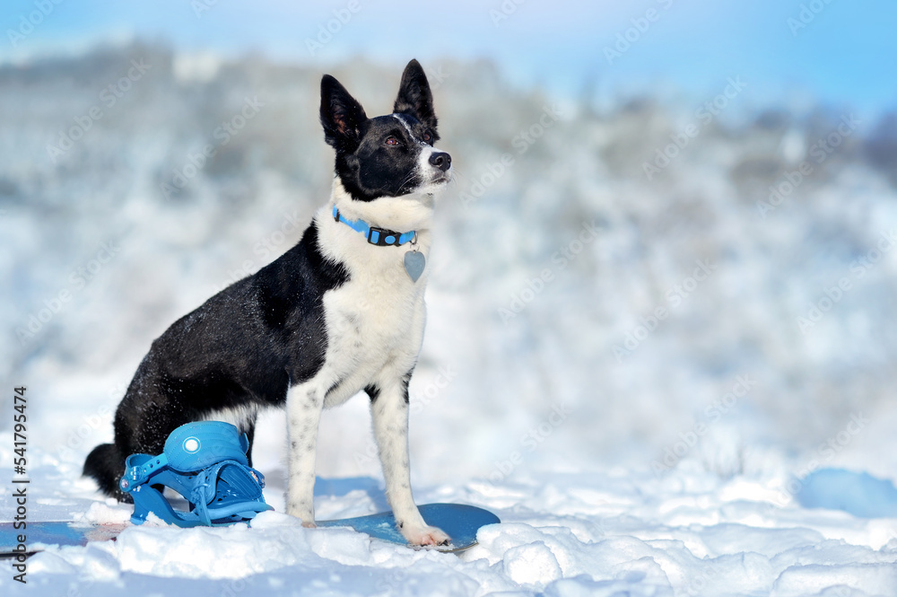 Side view portrait of a dog against snowy slopes Side view portrait of a dog against snowy slopes