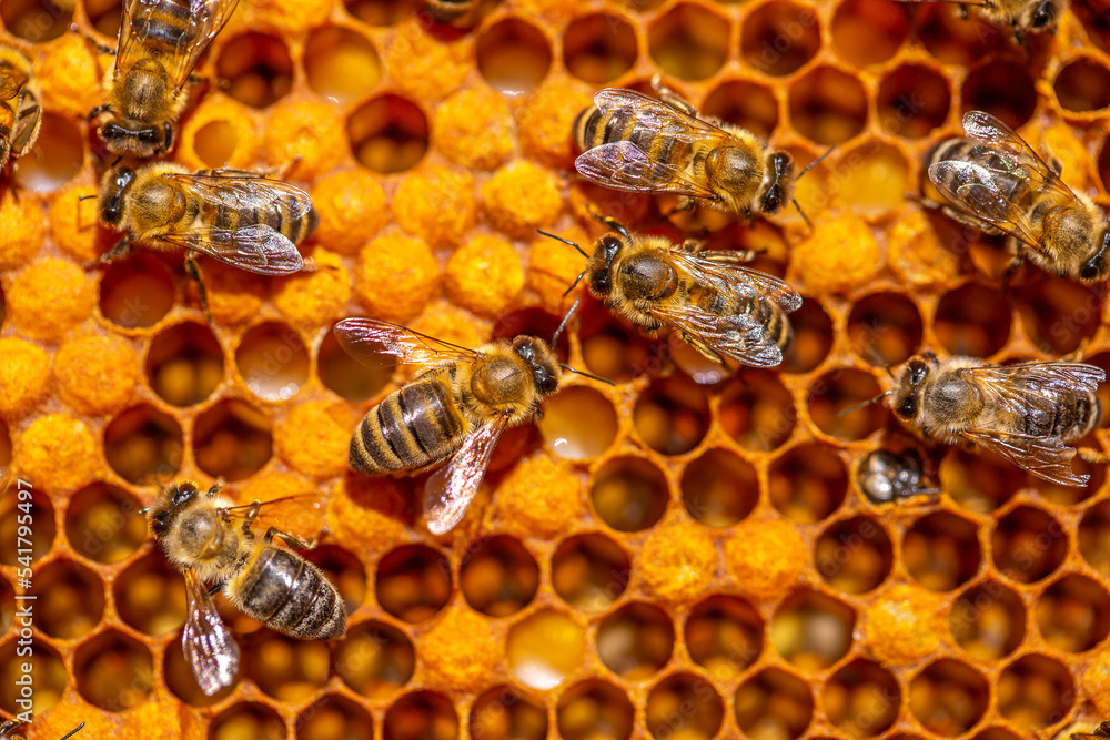 Bee larvae in cells, population reproduction. Beautiful with