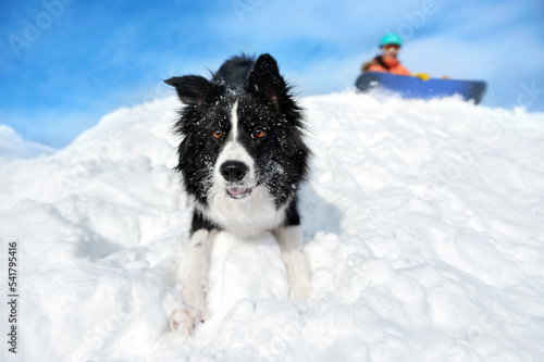 Obraz na płótnie Dog at the snowy slope with the snowboarder owner w salonie