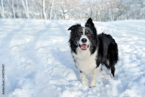 Pretty border collie at the winter forest