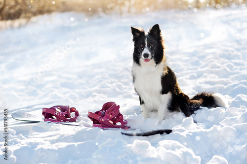 Pretty border collie sitting next to the snowboard at the fresh snow ©  Tatyana Kalmatsuy