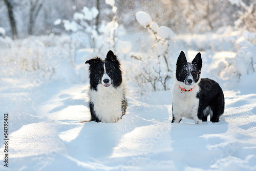 two border collies in the deep snow at the forest