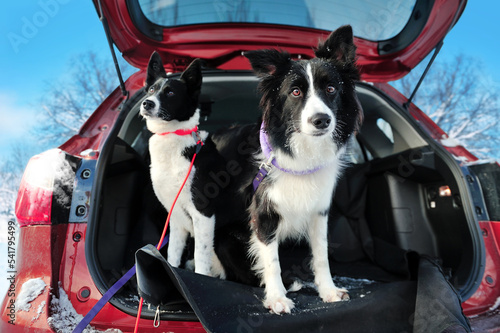 Two dogs in a car trunk ready for the winter walk in the forest ©  Tatyana Kalmatsuy