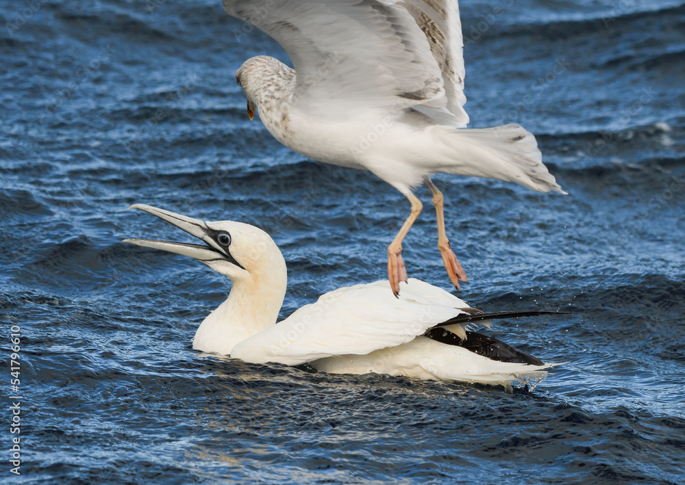 Gannet fishing in the water harassed by seagulls Gannet fishing in the water harassed by seagulls