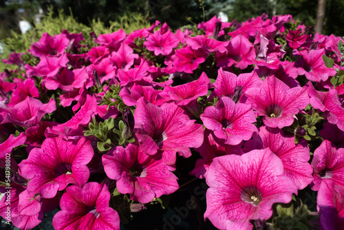 Garden center. Petunia flowers. Trade, sale, cultivation of flower seedlings. A clear sunny day.
