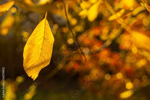 yellow autumn leaf on blurred background