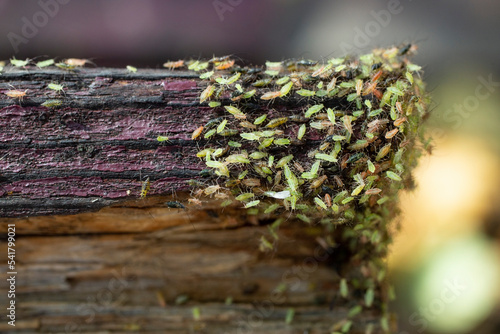 aphids swarm on wood texture.