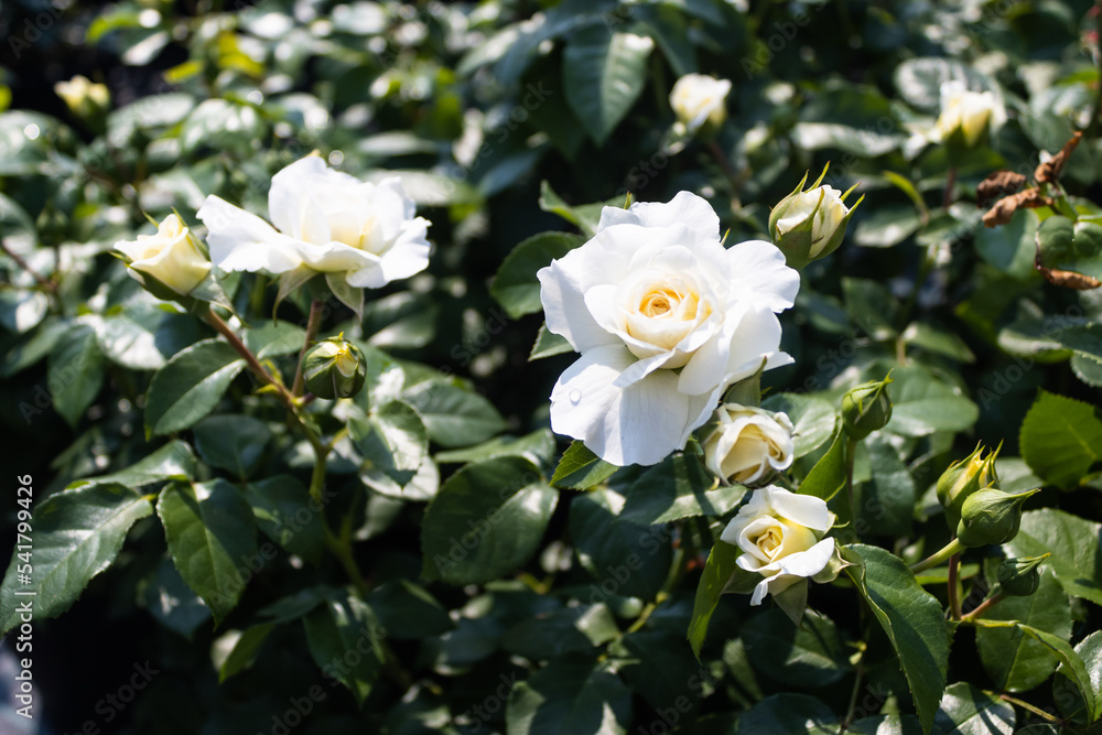 Garden center. Roses, a view from a drone. Trade, sale, cultivation of flower seedlings. A clear sunny day. Soft Focus. Garden center. Roses, a view from a drone. Trade, sale, cultivation of flower seedlings. A clear sunny day. Soft Focus.