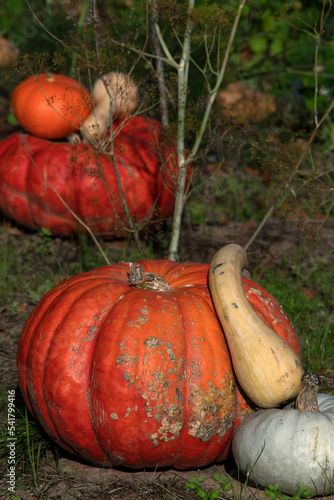 citrouilles halloween