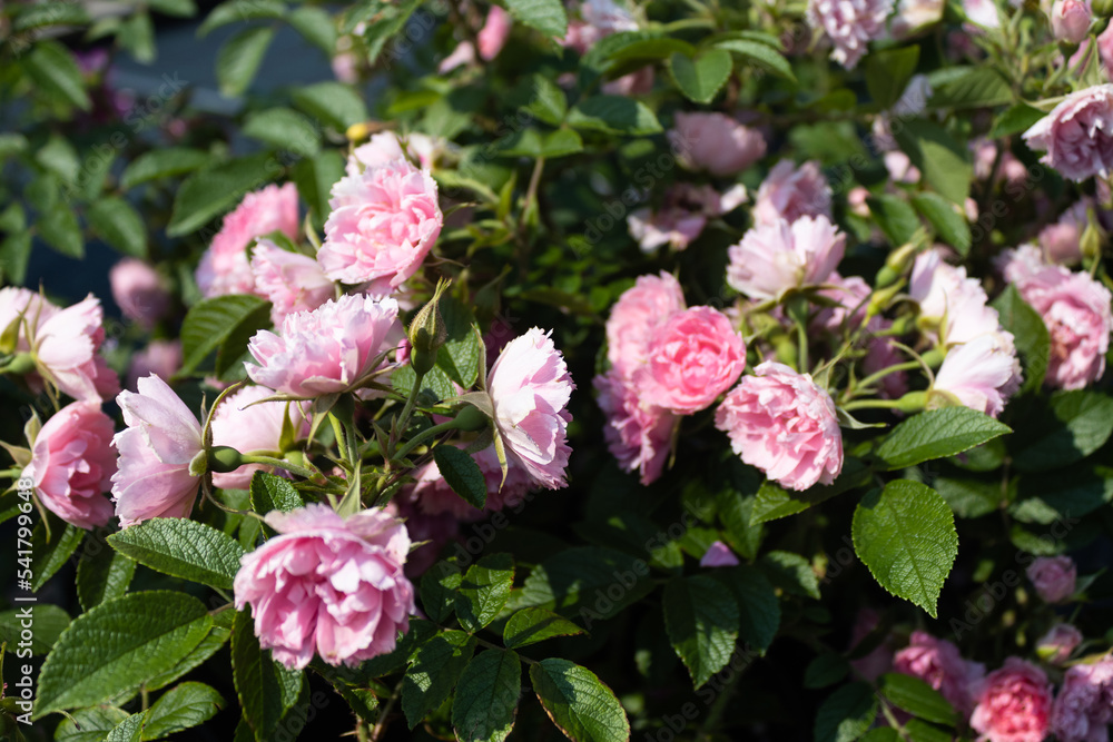 Garden center. Roses, a view from a drone. Trade, sale, cultivation of flower seedlings. A clear sunny day. Soft Focus. Garden center. Roses, a view from a drone. Trade, sale, cultivation of flower seedlings. A clear sunny day. Soft Focus.