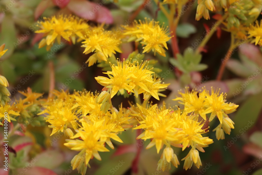 Aeonium arboreum blooming yellow, Italy StockFoto Adobe Stock