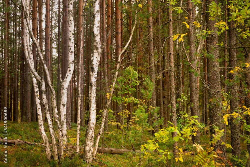 Beautiful landscape view of autumn forest with fallen trees. High quality photo Beautiful landscape view of autumn forest with fallen trees. High quality photo
