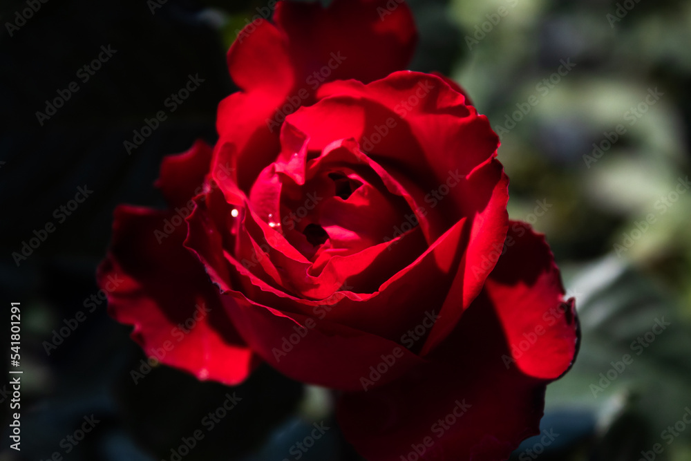 Fototapeta premium Garden center. Roses, a view from a drone. Trade, sale, cultivation of flower seedlings. A clear sunny day. Soft focus. Single red rose