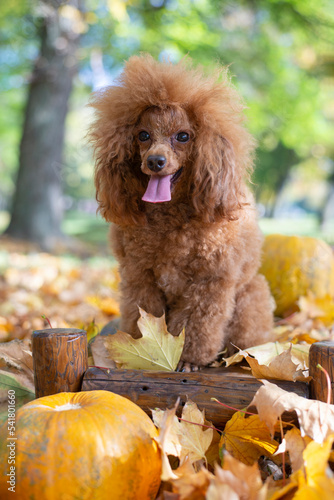 Attentive mini red toy poodle in autumn park