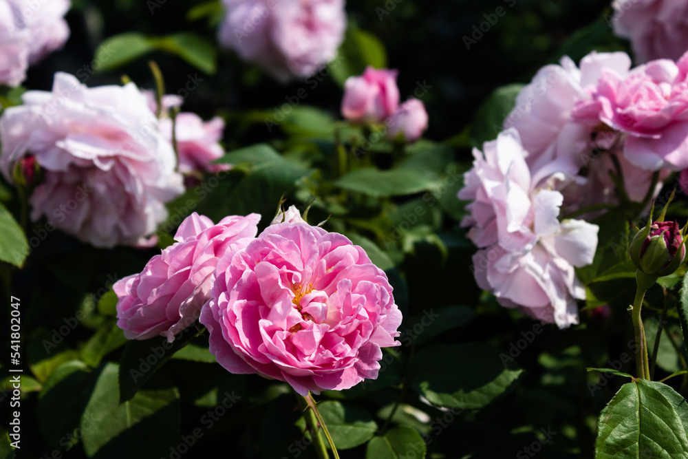 Garden center. Roses, a view from a drone. Trade, sale, cultivation of flower seedlings. A clear sunny day. Garden center. Roses, a view from a drone. Trade, sale, cultivation of flower seedlings. A clear sunny day.