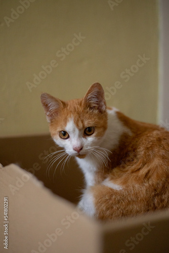 Gato blanco con manchas amarillas en caja de cartón