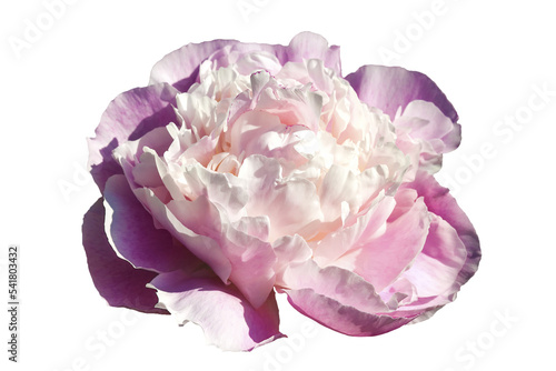 Cuadro en lienzo Paeonia Lactiflora 'Sarah Bernhardt' an early spring summer pink double flower p