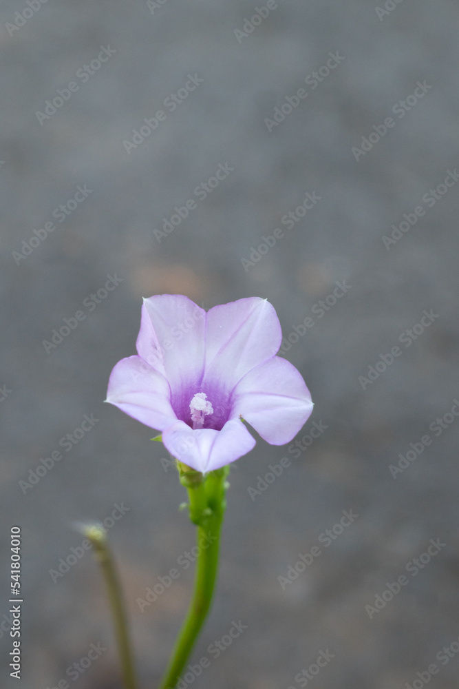 Ipomoea triloba is a species of Ipomoea morning glory known by several