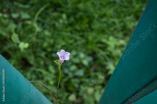 Ipomoea triloba is a species of Ipomoea morning glory known by several common names, including littlebell and Aiea morning glory. photo