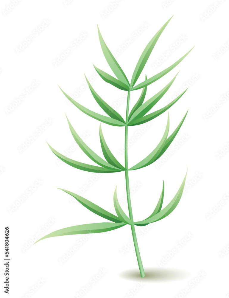 Fototapeta premium Culinary herb. Popular plant, natural health care. Kitchen herb or spices banner isolated on white background
