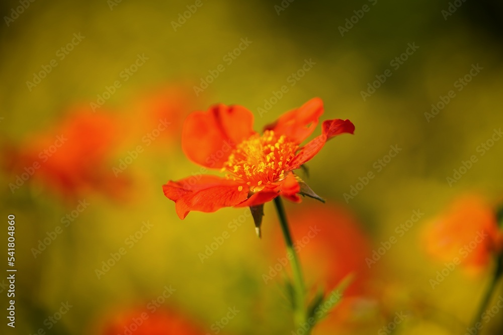 red flower blooming in the garden red flower blooming in the garden