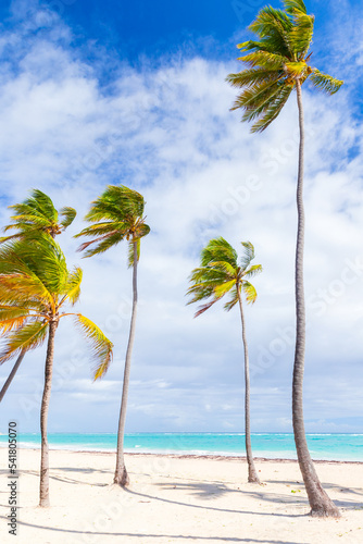 Palm trees grow on a sandy beach. Dominican republic